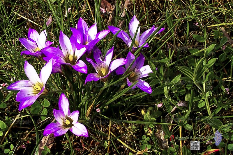 Alencejas en el Parque de San Juan Reducc.jpg